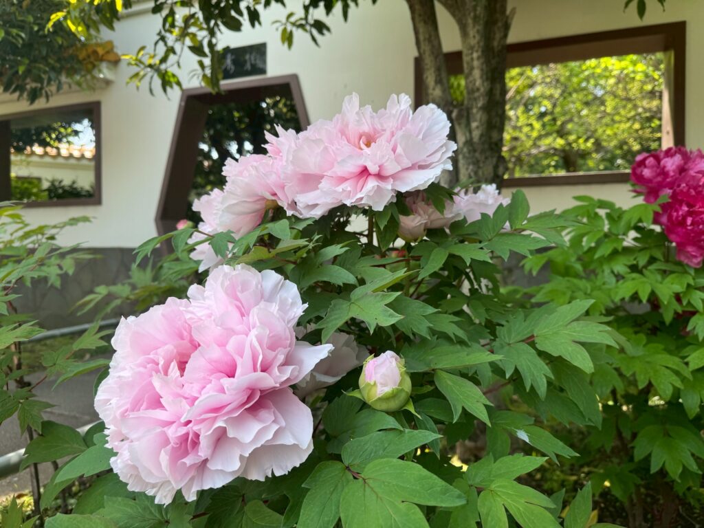 開花情報 】牡丹満開🌸R8.4月14日 ｜ 大師公園