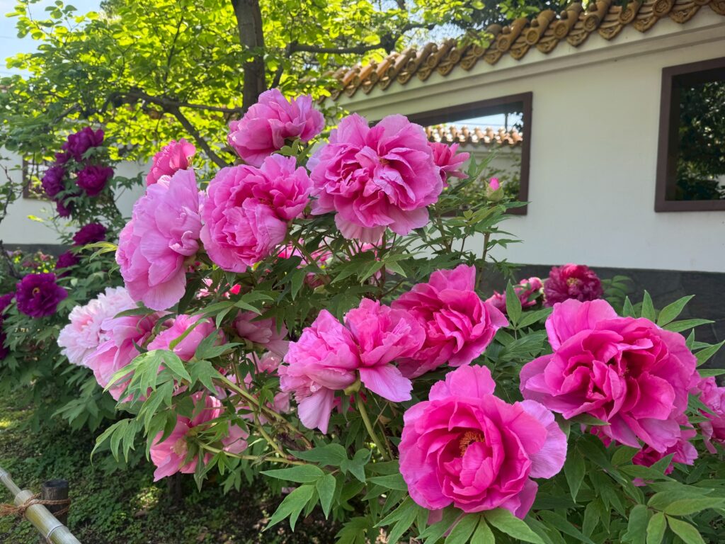 開花情報 】牡丹満開🌸R8.4月14日 ｜ 大師公園